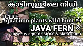 #Aquariumplants, Wild hunt, Rare Verity's of moss and plants. #Aquascaping plants #Javafern