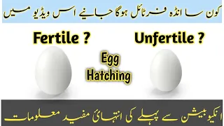 identify fertile or infertile eggs before incubation in urdu/hindi |egg candling