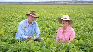 How to set up your mungbean crop for success