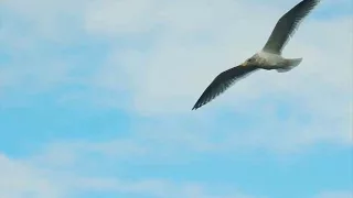 Seagull Orchestra - In Flight