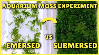 Best Way to Grow Aquarium Moss | Experiment