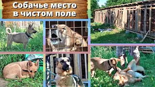 Собачье место в чистом поле.