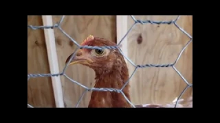 Club Chicken J Geco    Video by Donna Filler