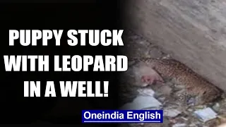 Maharashtra: Puppy stuck with Leopard for hours, comes out alive | OneIndia News