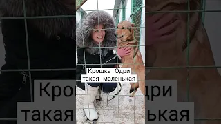 Ласковая сладкая девочка Одри из приюта Некрасовка. #dog #shortvideo