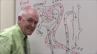 Renal 8, Nephron and blood supply