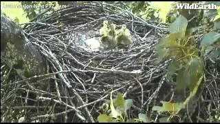 2013-05-18 Canada Geese chicks jump-1 114pm 11min