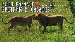 ЛЬВЫ ГОНЯТ ЧУКА! Думали лев, оказалось...АЗИЗА. ВИТЯ и ФИЛЯ. Тайган. Life of lions.Taigan.