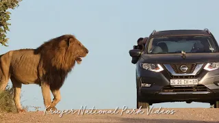 Biggest Lion King blocking the road | Kruger National Park Videos - Epic Wildlife Videos