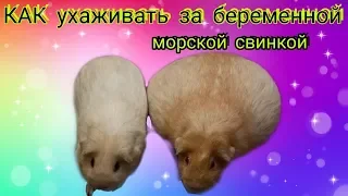 Svinki Family: КАК ухаживать за беременной морской свинкой/роды/подготовка/выбор пола свинок