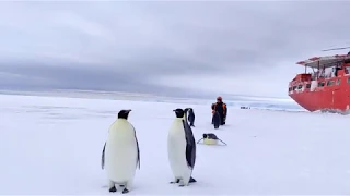 Contacting Local Inhabitants. Emperor Penguins