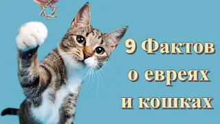 9 фактов о евреях и кошках + Бонус! 🐱✡️