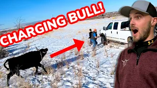 Roping CRAZY Bulls That Escaped: Vlog 19