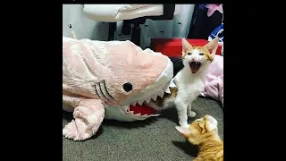 OMG So Cute Cats ♥ Best Funny Cat Videos 2021