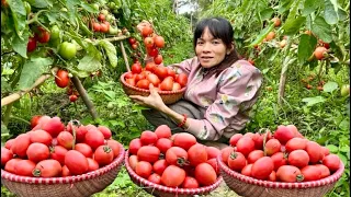 Pick tomatoes to sell