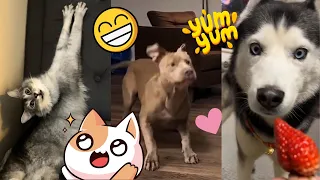 Funny animals 😂 Fails And Crazy moments 😁🥰