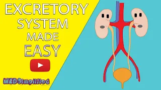 HUMAN EXCRETORY SYSTEM Made Easy - Human Urinary System Simple Lesson