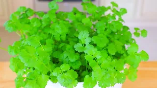 How to Quickly Grow Cilantro Indoors? Vegetable Gardening 101, CiCi Li - Asian Home Cooking Recipes