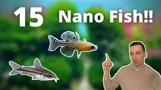 MY 15 FAVORITE NANO FISH FOR A SMALL AQUARIUM