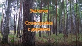 Эмпатия.  Уроки эмпатии, сонастрйка с деревом