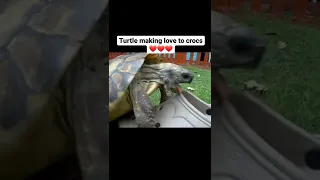 Turtle making love to Crocs😘😘😘