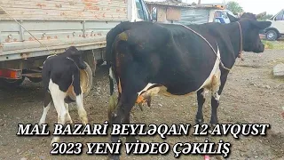 MAL BAZARİ BEYLƏQAN 12 AVQUST 2023 YENİ VİDEO ÇƏKİLİŞ #mal#bazari#beyləqan#qulu#beyleqanlı