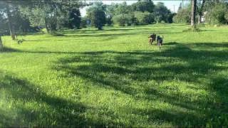 Oscar and Melon run straight through the off leash dog park