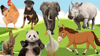 Funny animals, animals sounds: Panda, Horse, Duck, Rhino, Elephant, Dog, Chicken, Rabbit