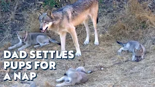 Wolf Papa Settles Pups for a Nap