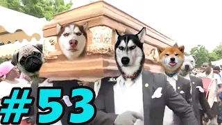 Dancing Funeral Coffin Meme - 🐶 Dogs and 😻 Cats Version #53