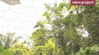 Eden Project's new Canopy Journey rainforest experience