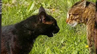 коты дерутся  cats fighting