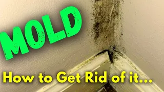 DIY Mold Remediation - What to Do If You Find MOLD and When You Should Call a Professional