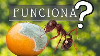 HORMIGAS, Penicillium y Naranja... VERDAD O MITO? 🍊🐜🍄