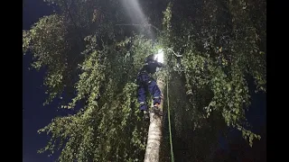 В Шатуре неравнодушные граждане спасли кошку, два дня просидевшую на дереве