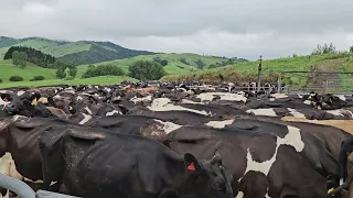 Milking at a DairyFarm in New Zealand