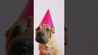 Poroy Shar Pei dog at a party.shorts.собака пороы шарпей на вечеринке.