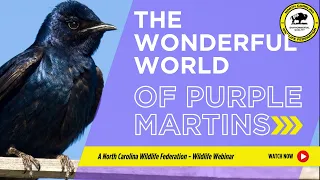 The Wonderful World of Purple Martins