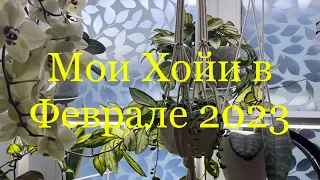 Мои Хойи в Феврале 2023