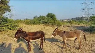 Donkey Meeting Successful in my village #donkey #meeting #gadha #pets #animals