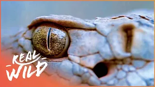 The Lethal Western Diamondback Rattlesnake | Real Wild