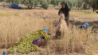 A stranger's help to Zainab and Haditha and taking them to the desert to harvest barley