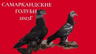 Самаркандские голуби от моего друга,Красавчики спасибо брат от души,Pigeons