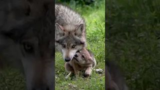 These pups are helping to save a species!