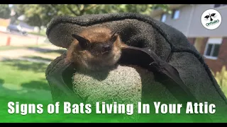 Signs of Bats Living In Your Attic - Bats as a Protected Species