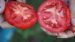 Ove Biljke Možete, a ove NIKAKO ne Smete Gajiti Pored PARADAJZA!