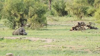 Warthog vs wild dogs