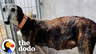 10-Year-Old Stray Mama Dog Turns Into A Puppy Months After She's Rescued | The Dodo Faith = Restored