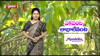 Cocoa Farming | కోకో సాగు -  ఏకపంట లాభాలేనంట | Cocoa Cultivation | 2nd August 2023 | ETV Annadata