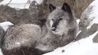 Nobody bothered to tell the wolf he has snow all over his nose